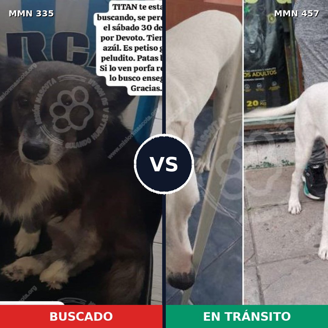 Comparativa MMS 6651: mascota perdida y mascota encontrada, 60% de similitud