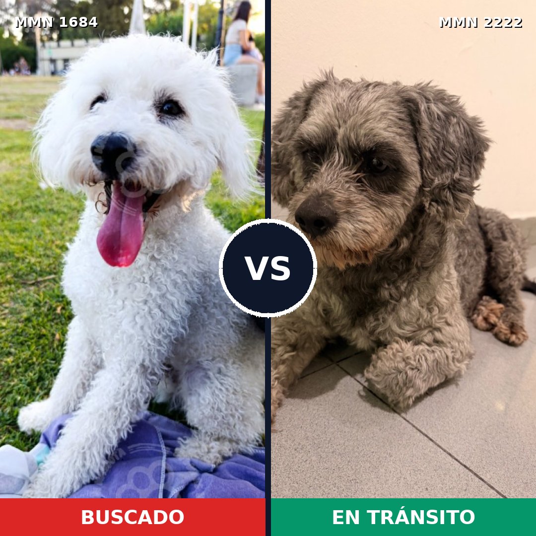 Comparativa MMS 66510: mascota perdida y mascota encontrada, 48% de similitud