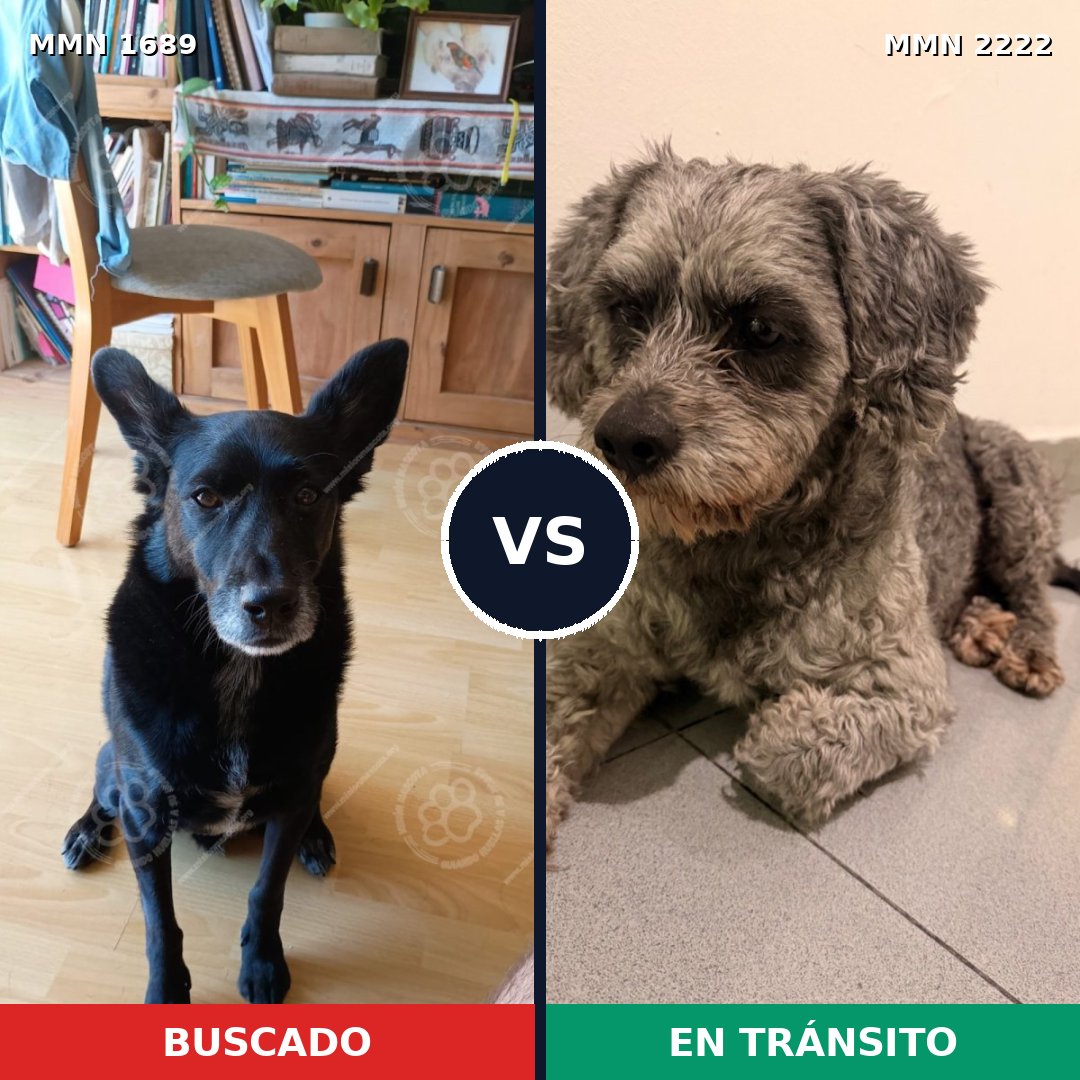 Comparativa MMS 66511: mascota perdida y mascota encontrada, 51% de similitud