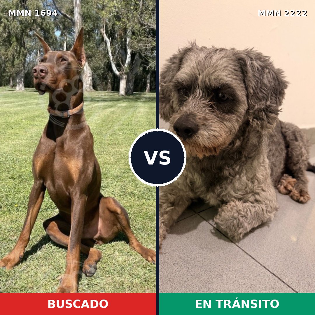Comparativa MMS 66512: mascota perdida y mascota encontrada, 34% de similitud