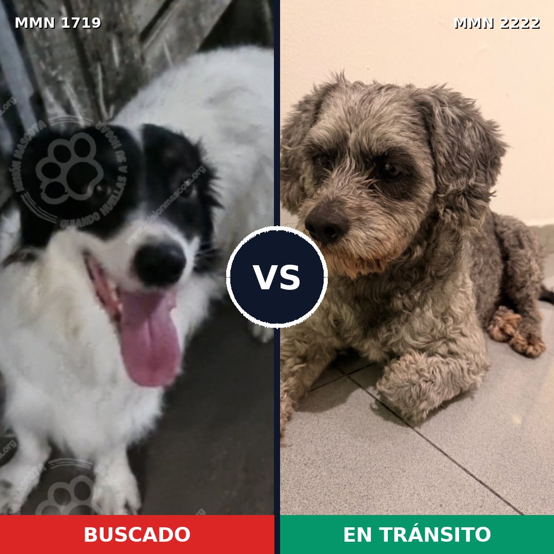 Comparativa MMS 66513: mascota perdida y mascota encontrada, 62% de similitud