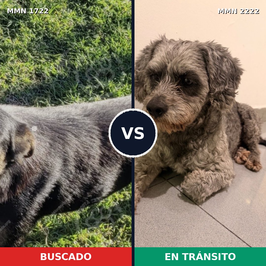 Comparativa MMS 66514: mascota perdida y mascota encontrada, 59% de similitud