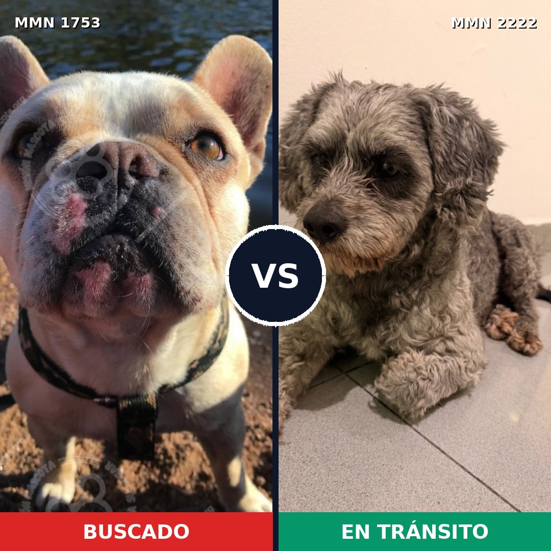 Comparativa MMS 66516: mascota perdida y mascota encontrada, 38% de similitud