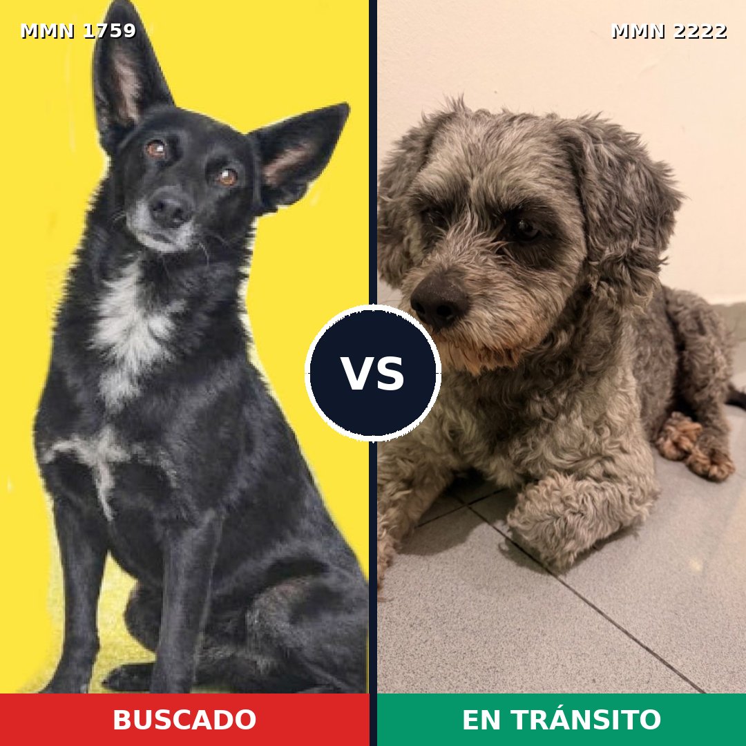 Comparativa MMS 66517: mascota perdida y mascota encontrada, 58% de similitud