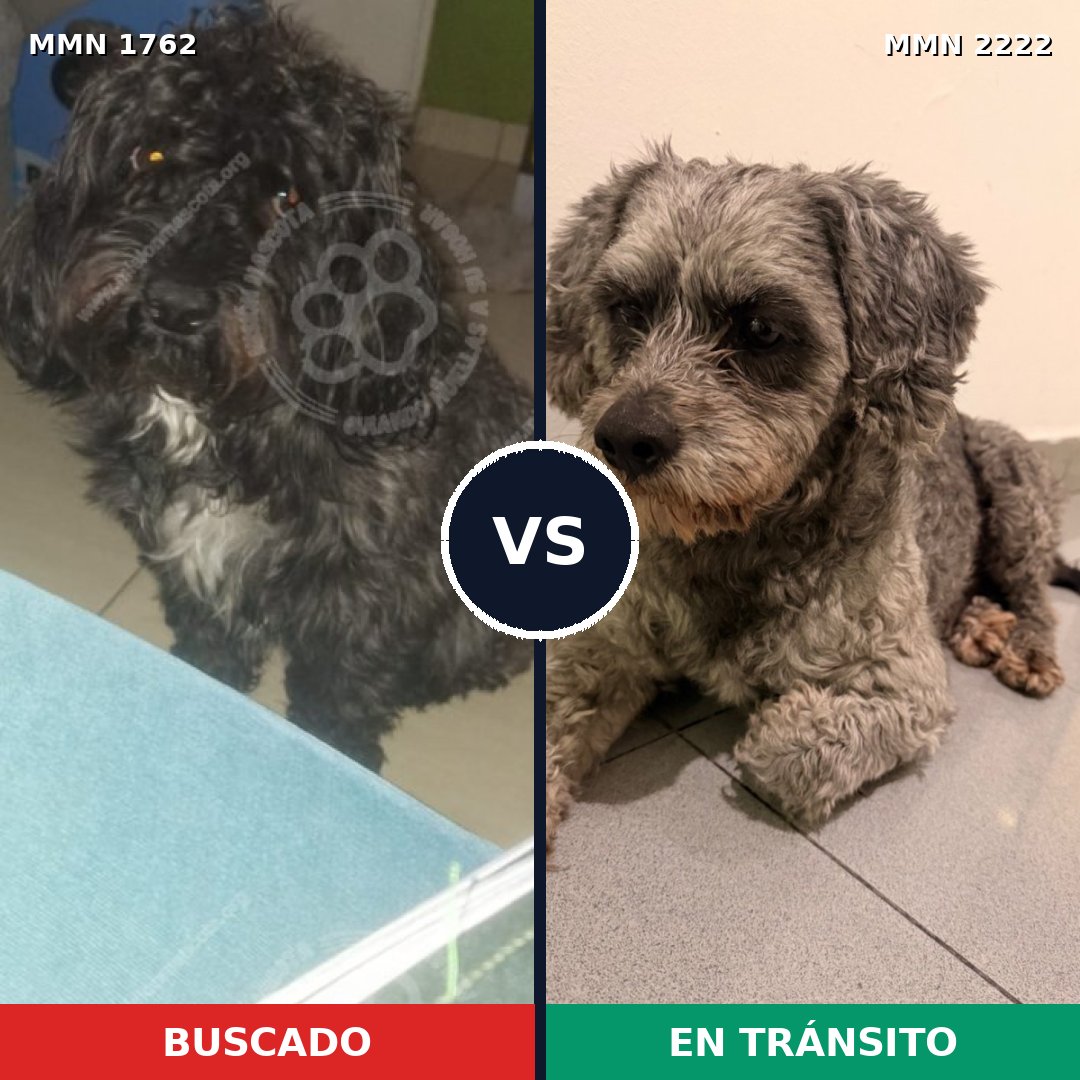 Comparativa MMS 66518: mascota perdida y mascota encontrada, 40% de similitud