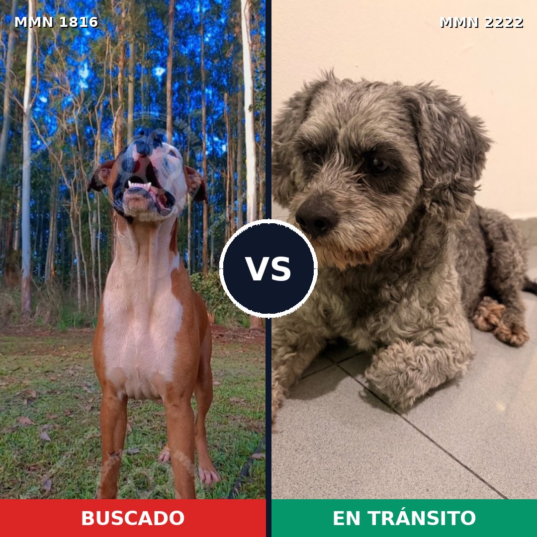 Comparativa MMS 66519: mascota perdida y mascota encontrada, 54% de similitud
