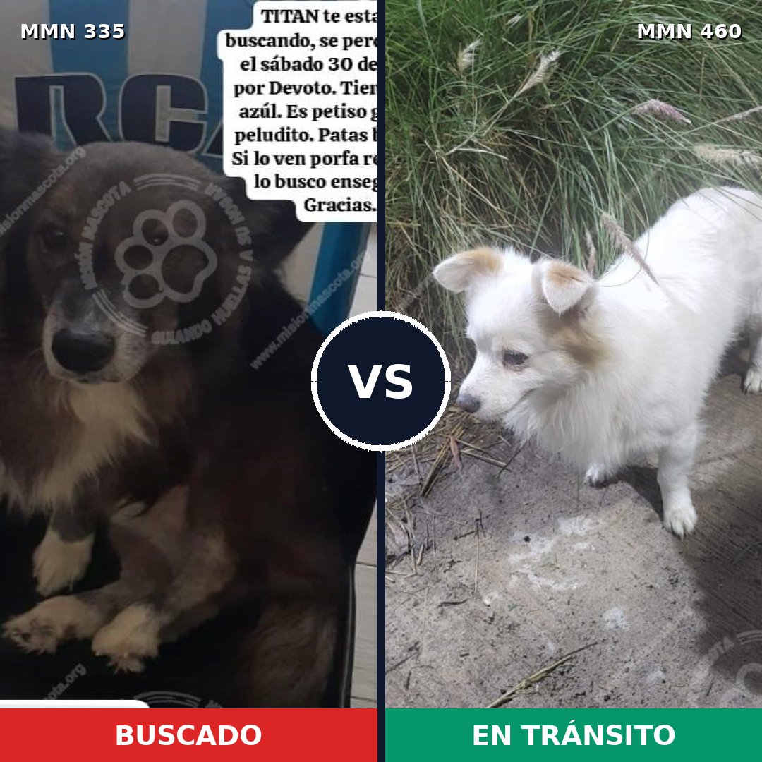 Comparativa MMS 6652: mascota perdida y mascota encontrada, 31% de similitud