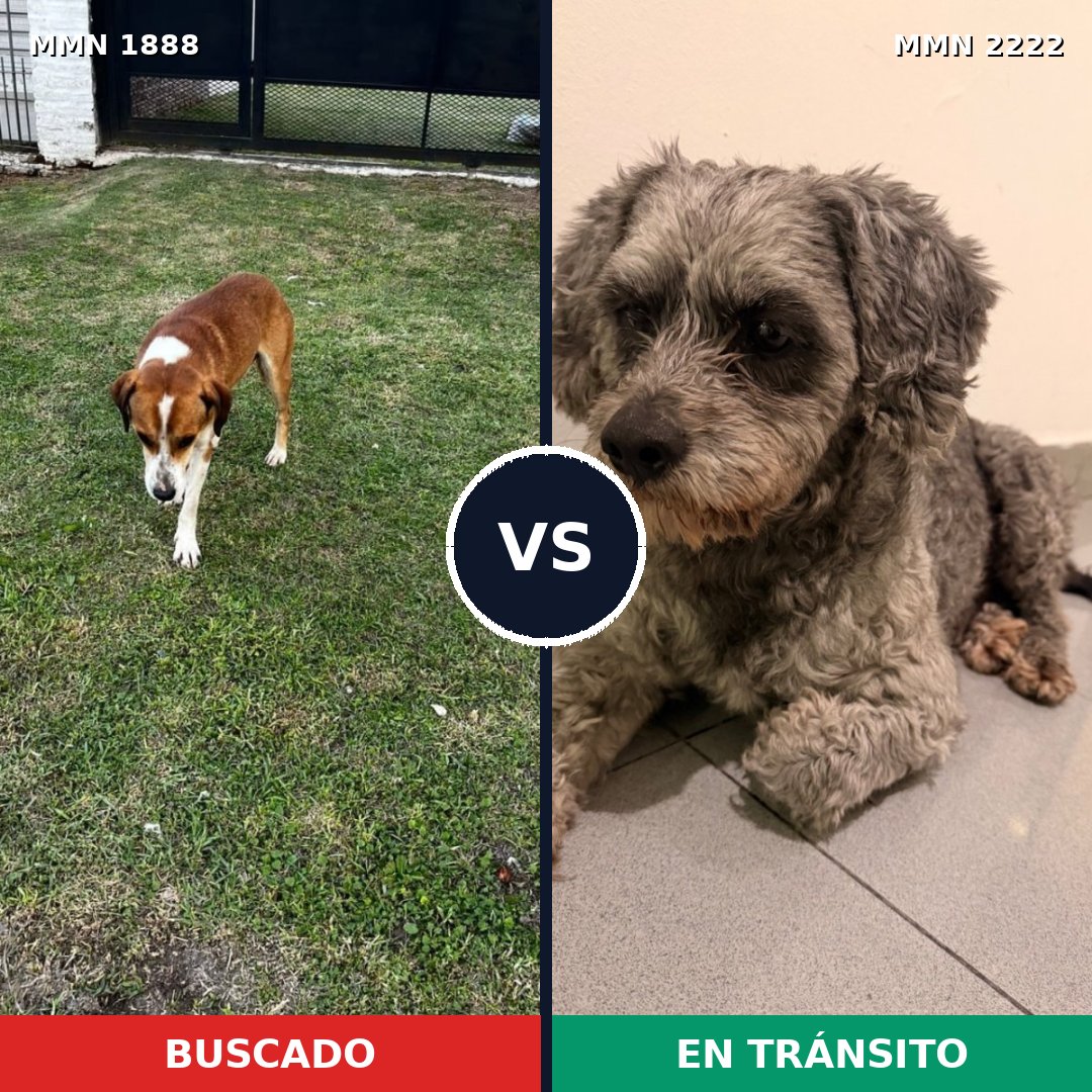 Comparativa MMS 66520: mascota perdida y mascota encontrada, 59% de similitud