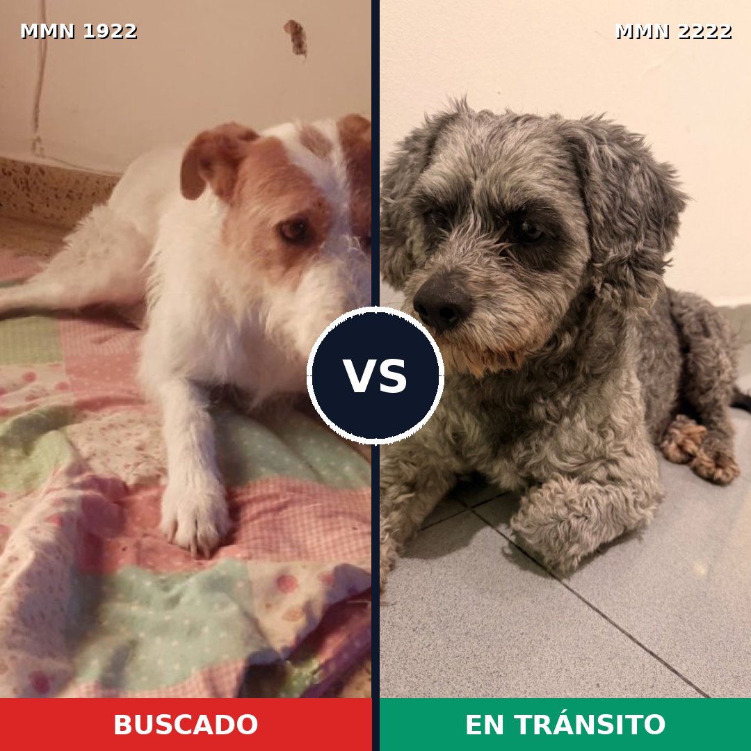 Comparativa MMS 66521: mascota perdida y mascota encontrada, 61% de similitud