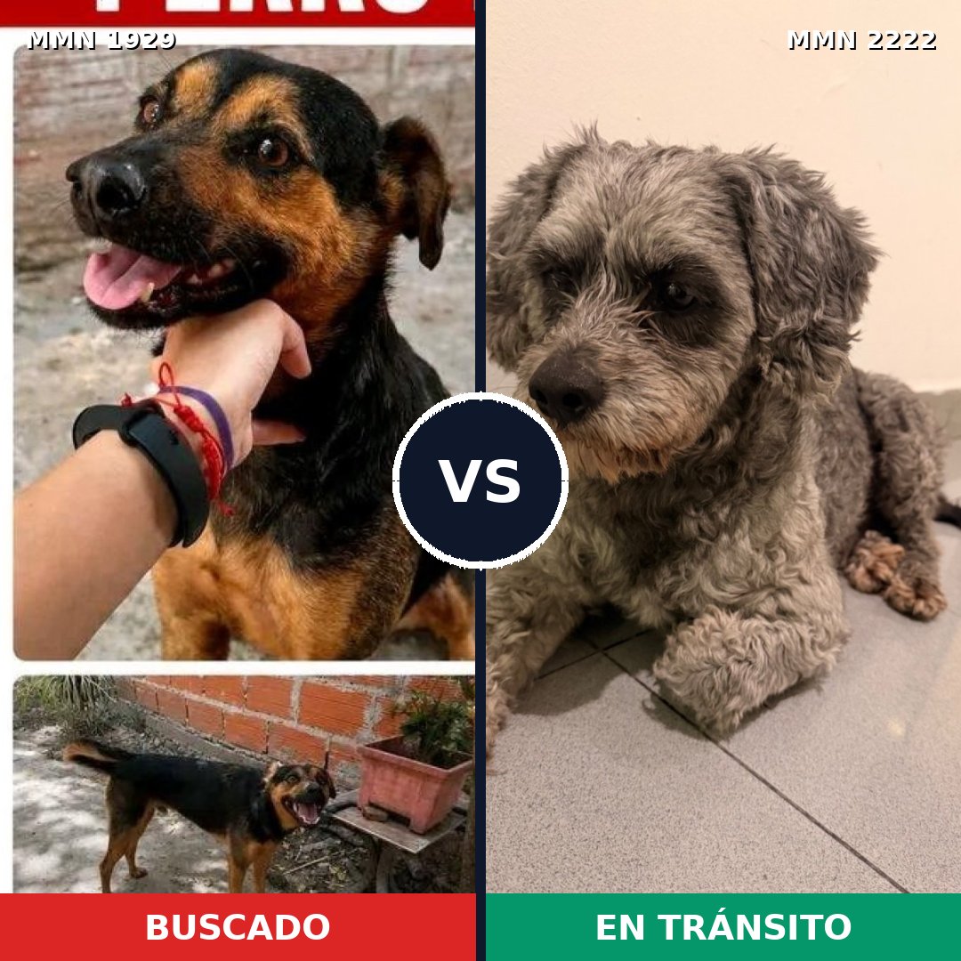Comparativa MMS 66522: mascota perdida y mascota encontrada, 46% de similitud