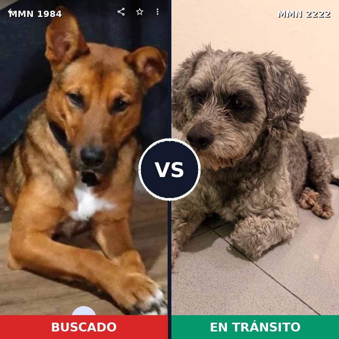 Comparativa MMS 66523: mascota perdida y mascota encontrada, 55% de similitud