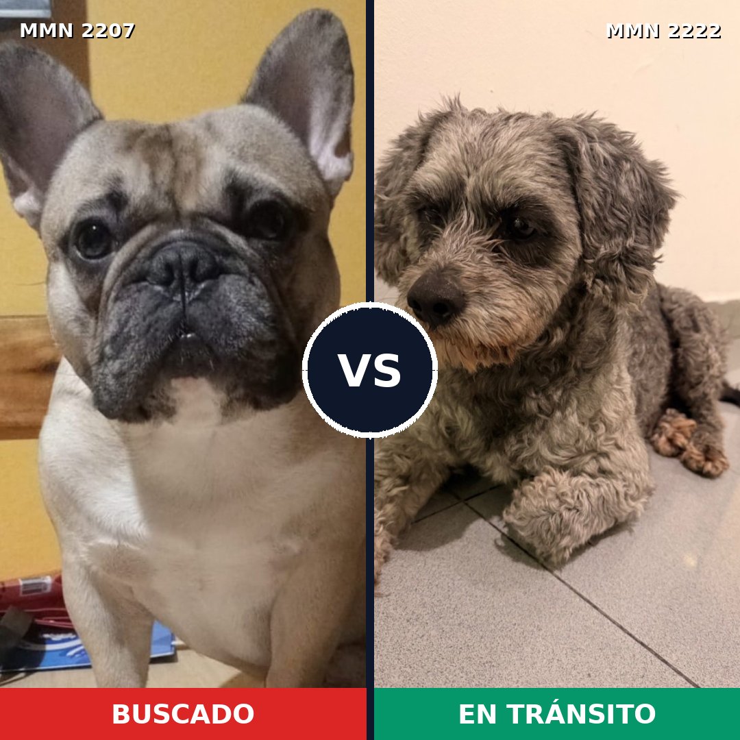Comparativa MMS 66524: mascota perdida y mascota encontrada, 49% de similitud