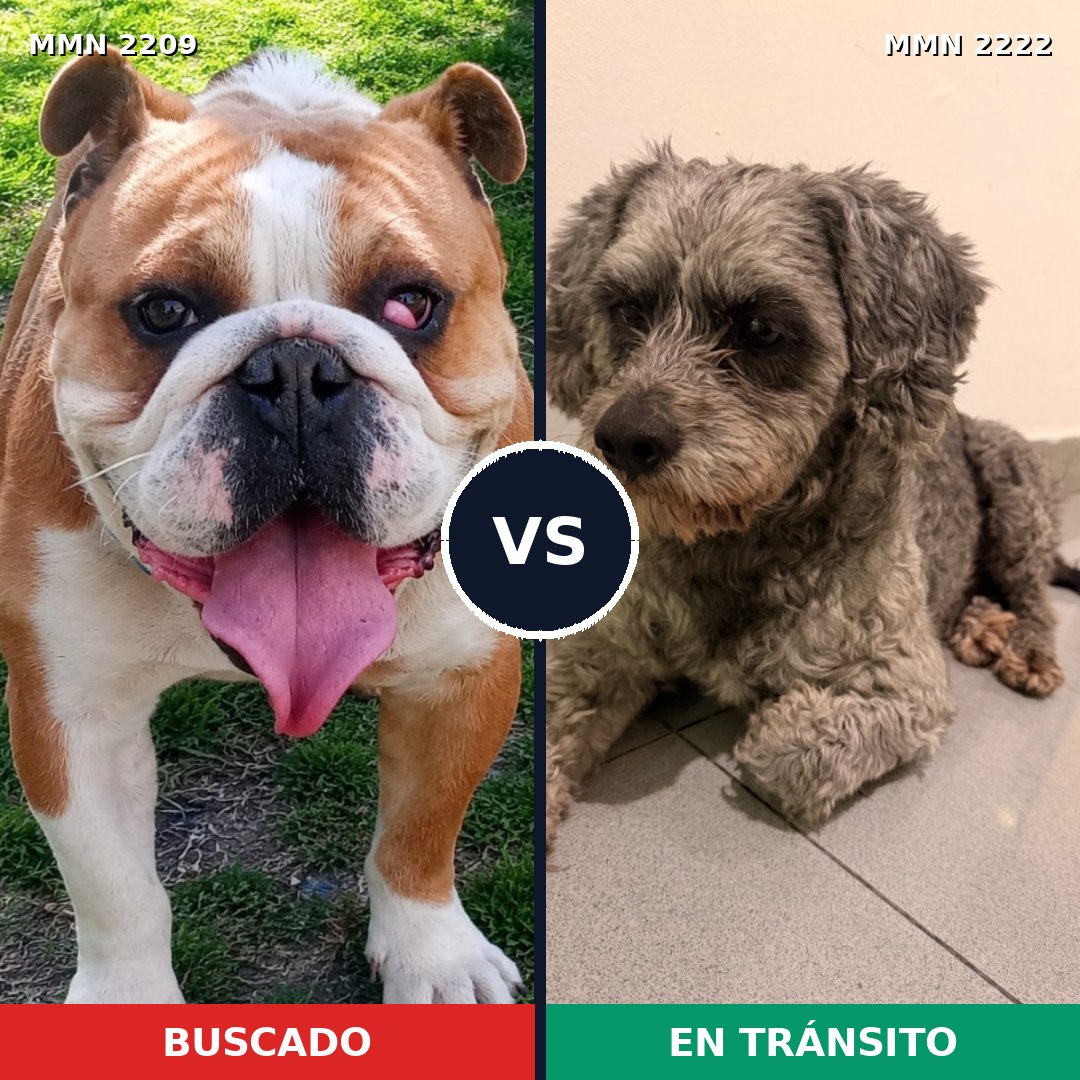 Comparativa MMS 66525: mascota perdida y mascota encontrada, 37% de similitud