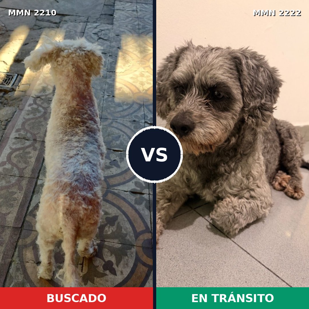 Comparativa MMS 66526: mascota perdida y mascota encontrada, 35% de similitud
