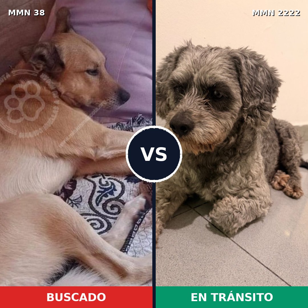 Comparativa MMS 66528: mascota perdida y mascota encontrada, 60% de similitud