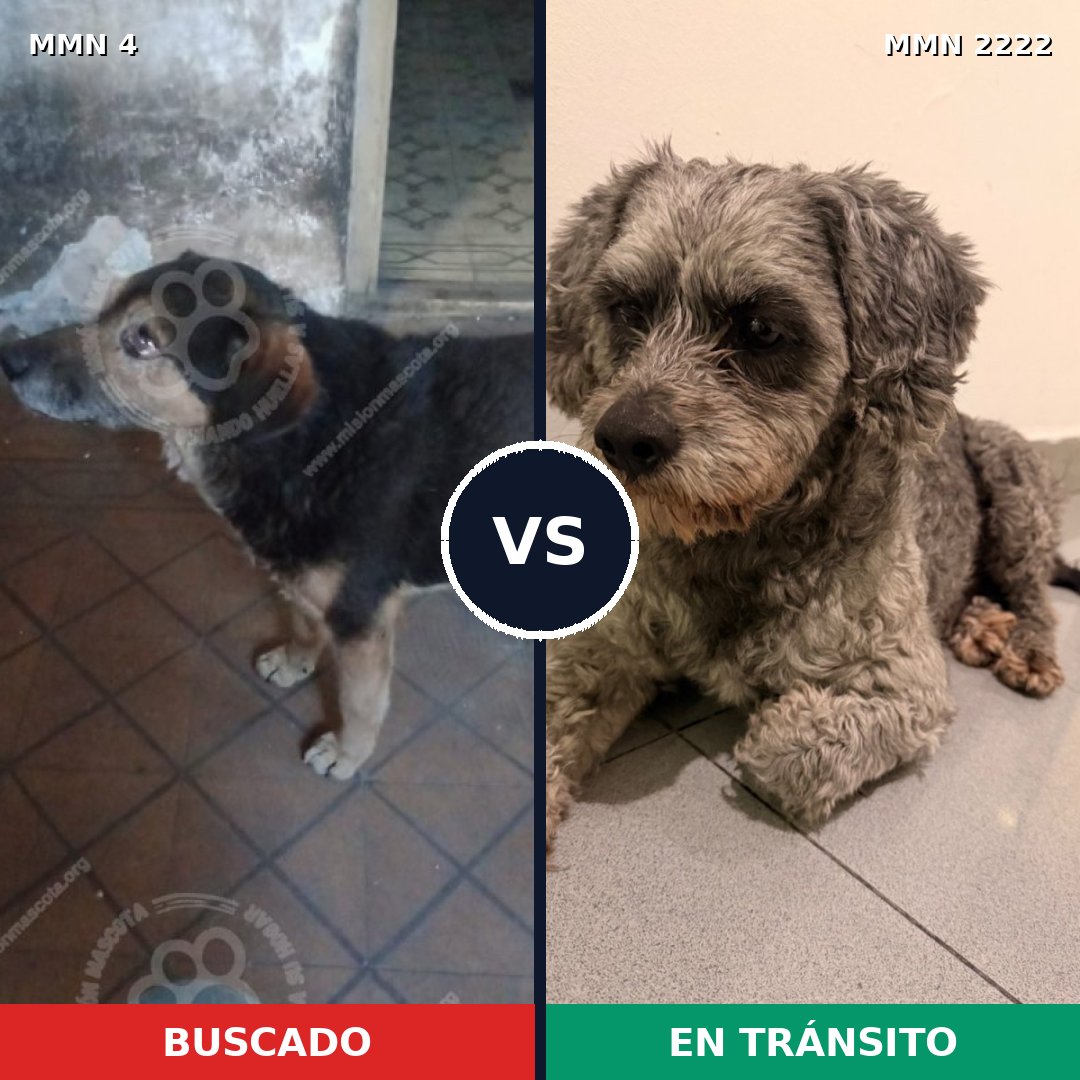 Comparativa MMS 66529: mascota perdida y mascota encontrada, 53% de similitud