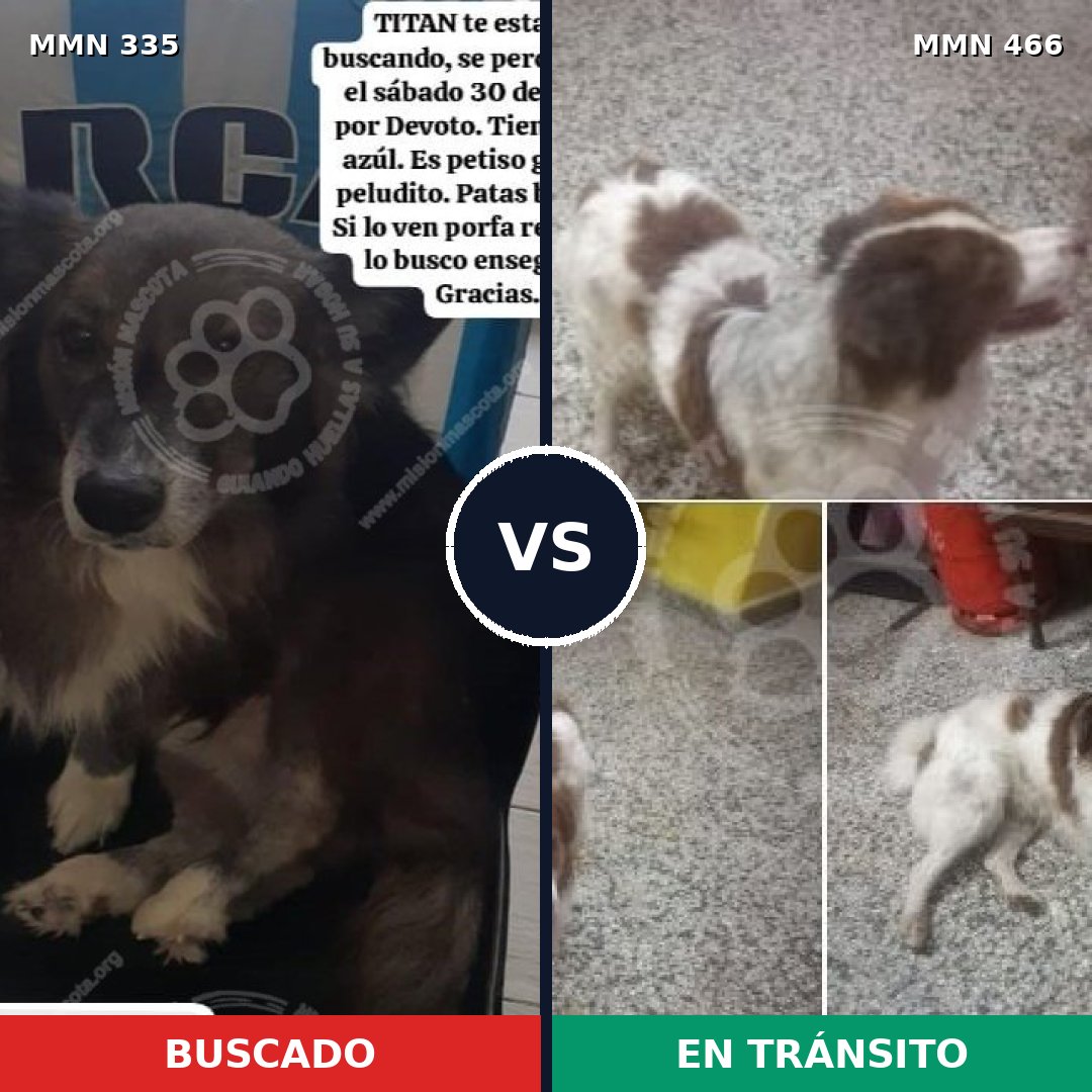 Comparativa MMS 6653: mascota perdida y mascota encontrada, 70% de similitud