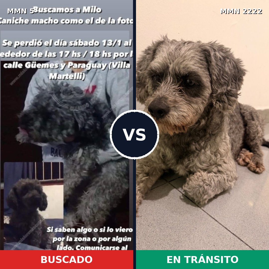Comparativa MMS 66530: mascota perdida y mascota encontrada, 50% de similitud