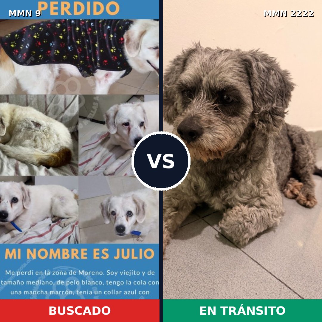 Comparativa MMS 66531: mascota perdida y mascota encontrada, 51% de similitud