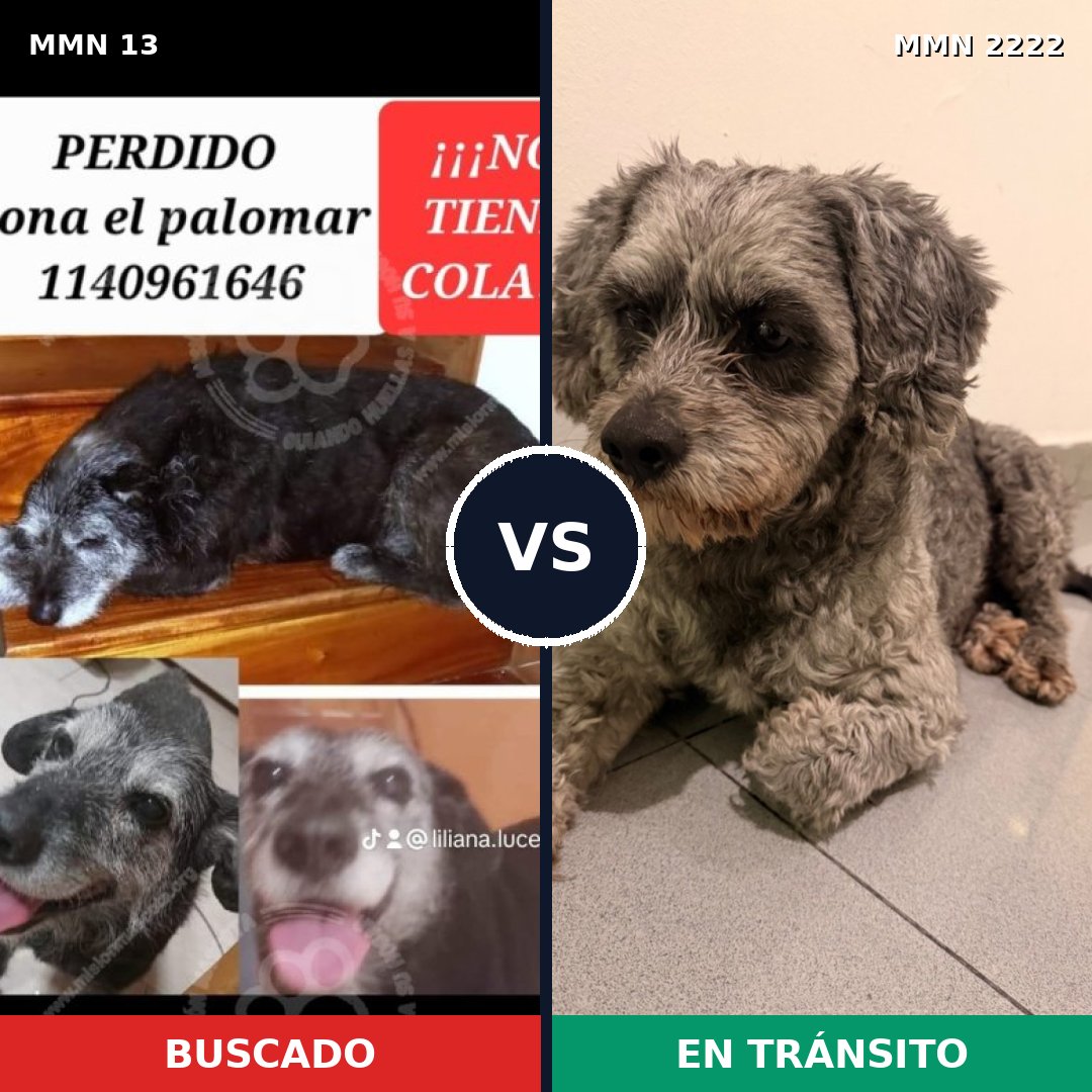 Comparativa MMS 66532: mascota perdida y mascota encontrada, 59% de similitud