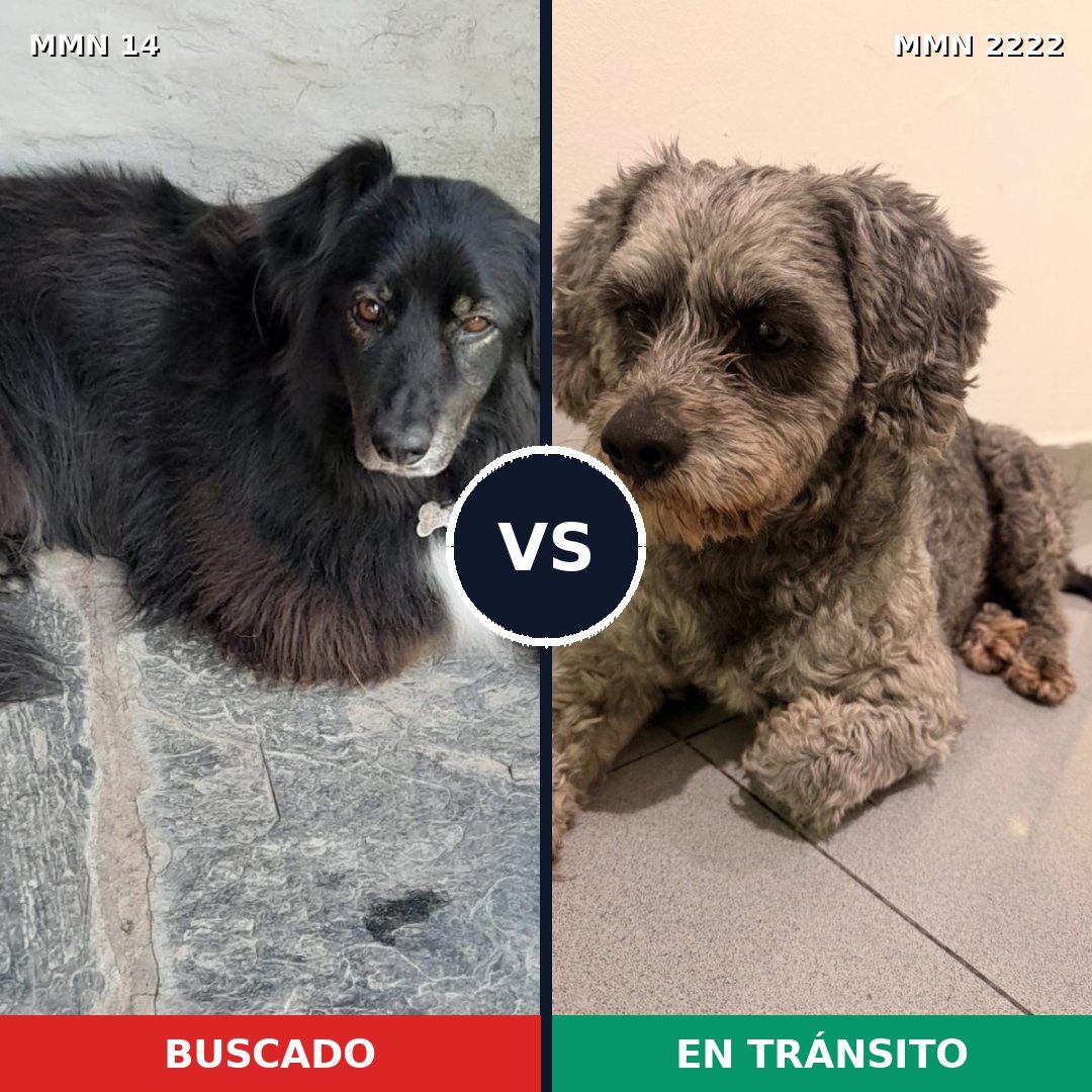 Comparativa MMS 66533: mascota perdida y mascota encontrada, 38% de similitud