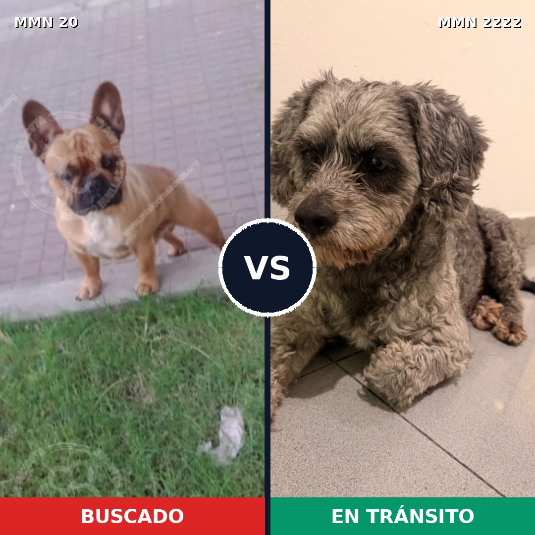 Comparativa MMS 66534: mascota perdida y mascota encontrada, 37% de similitud