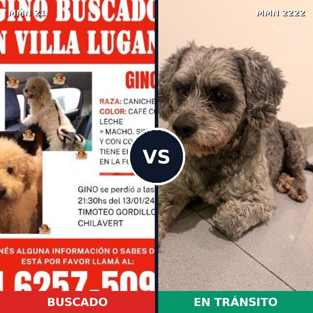 Comparativa MMS 66535: mascota perdida y mascota encontrada, 46% de similitud
