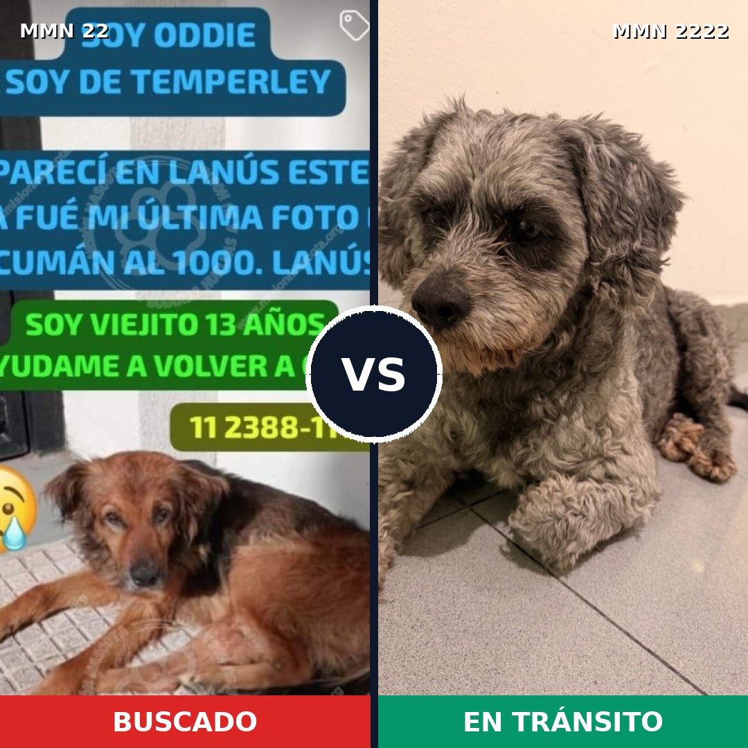 Comparativa MMS 66536: mascota perdida y mascota encontrada, 53% de similitud