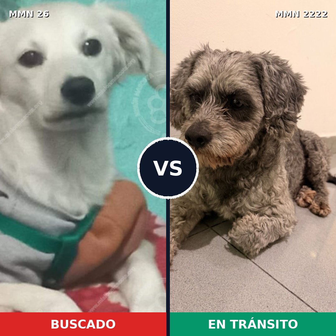 Comparativa MMS 66537: mascota perdida y mascota encontrada, 65% de similitud