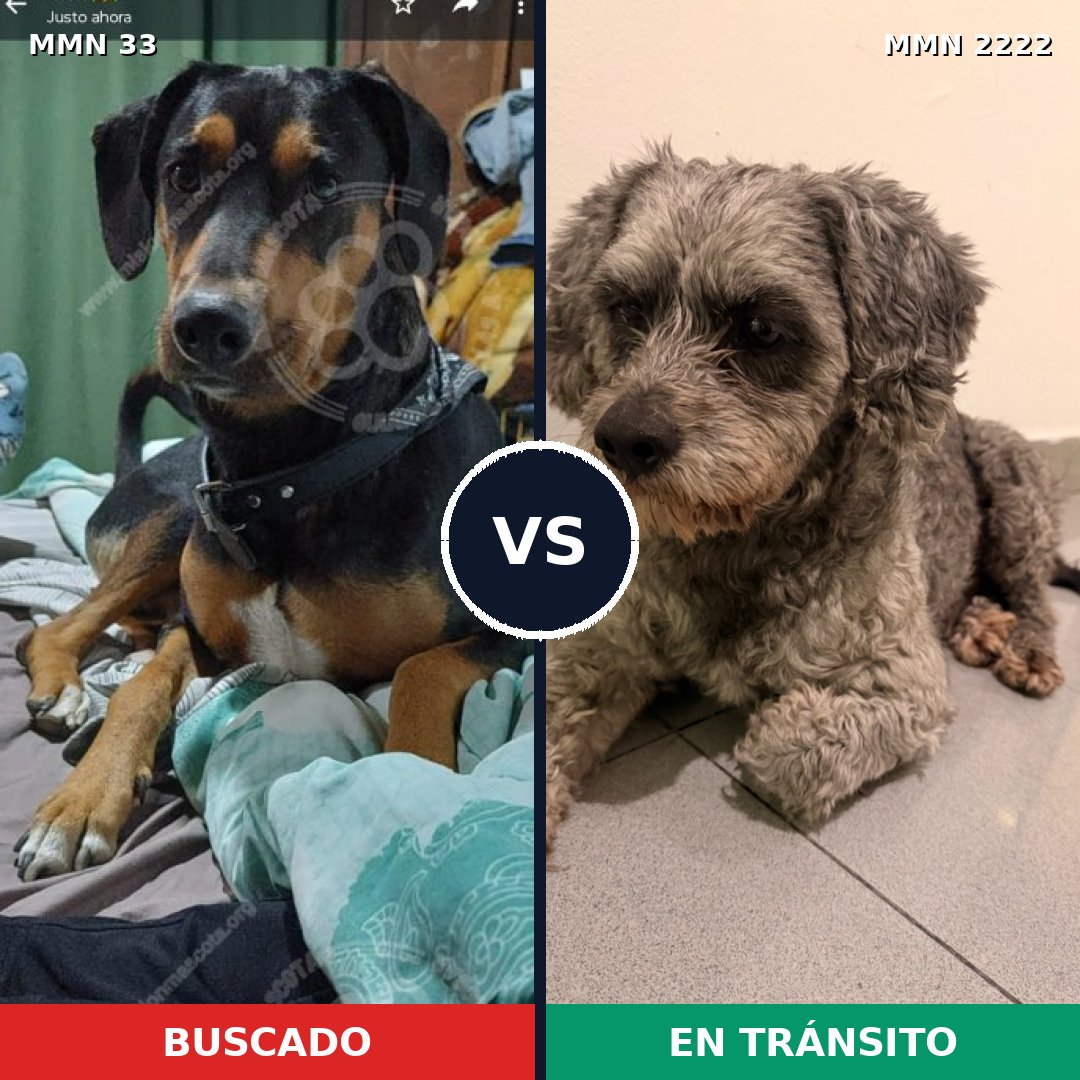 Comparativa MMS 66538: mascota perdida y mascota encontrada, 41% de similitud