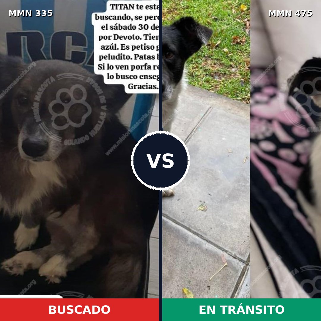 Comparativa MMS 6654: mascota perdida y mascota encontrada, 79% de similitud