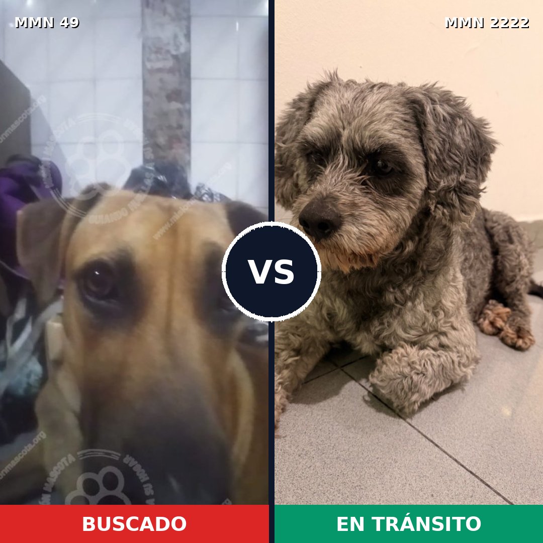 Comparativa MMS 66540: mascota perdida y mascota encontrada, 41% de similitud