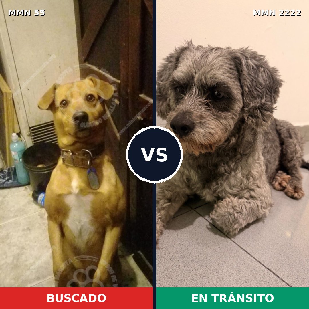Comparativa MMS 66541: mascota perdida y mascota encontrada, 51% de similitud