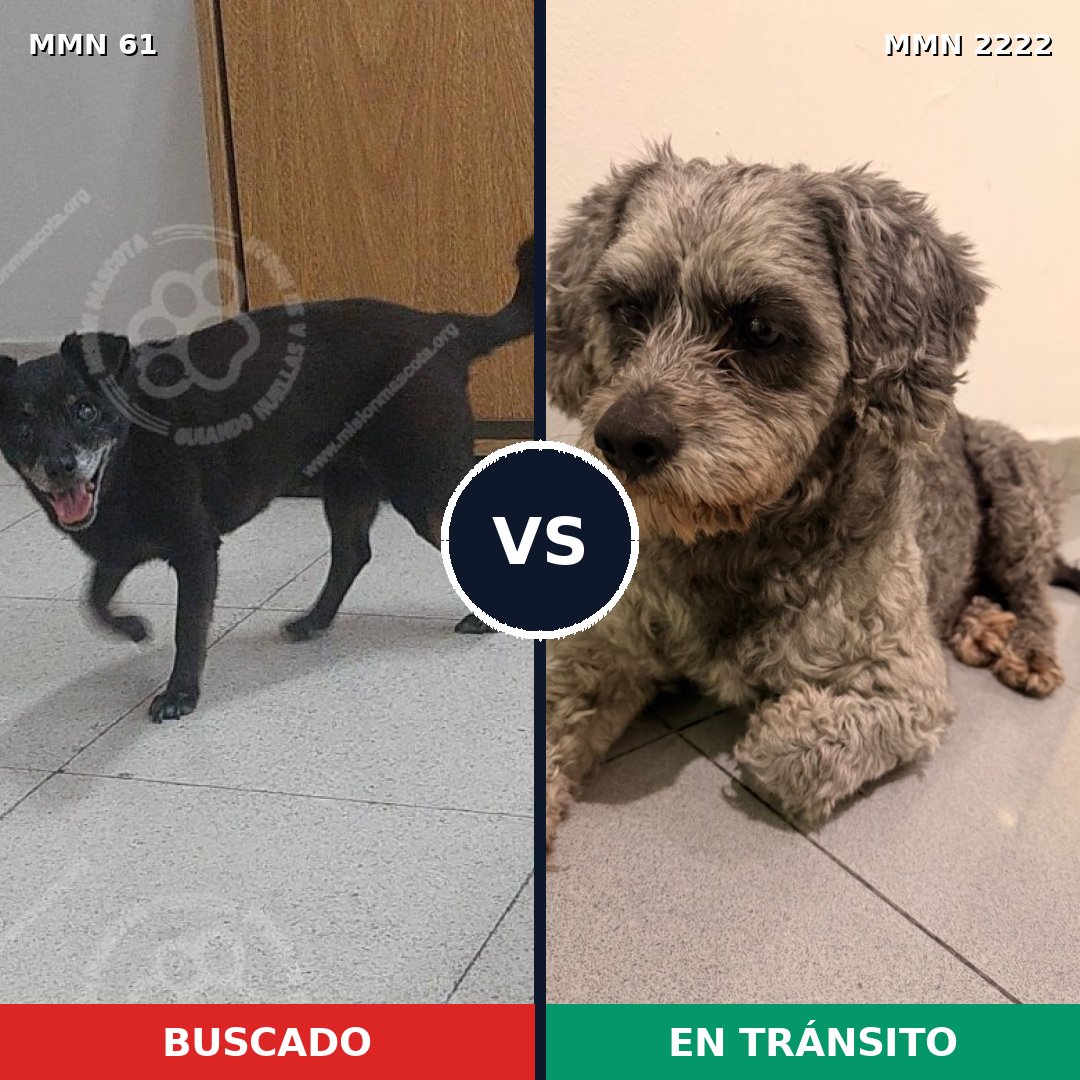Comparativa MMS 66542: mascota perdida y mascota encontrada, 53% de similitud