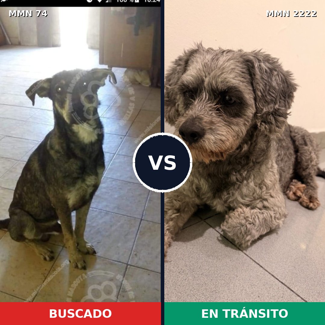 Comparativa MMS 66543: mascota perdida y mascota encontrada, 46% de similitud