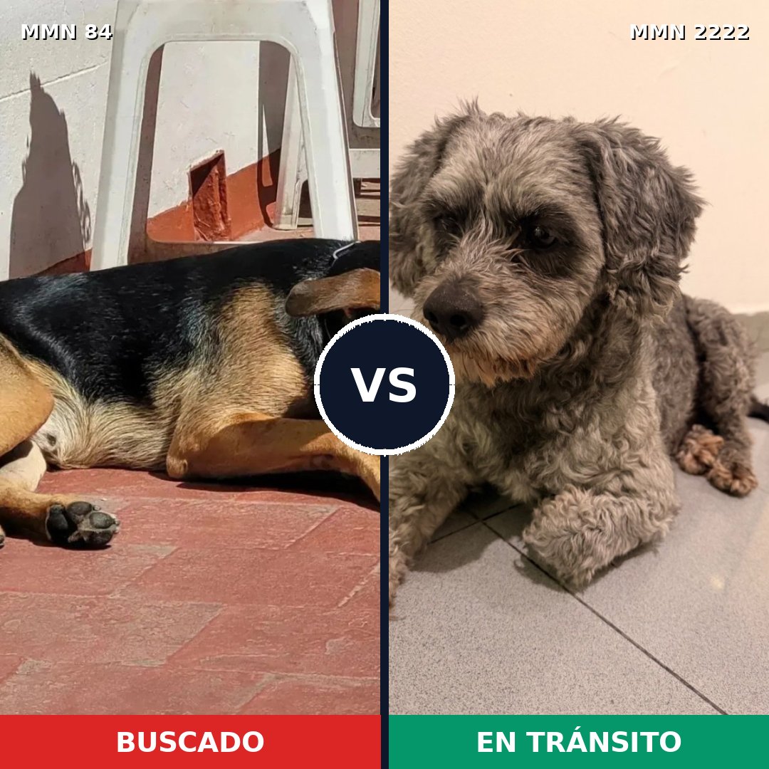 Comparativa MMS 66544: mascota perdida y mascota encontrada, 42% de similitud