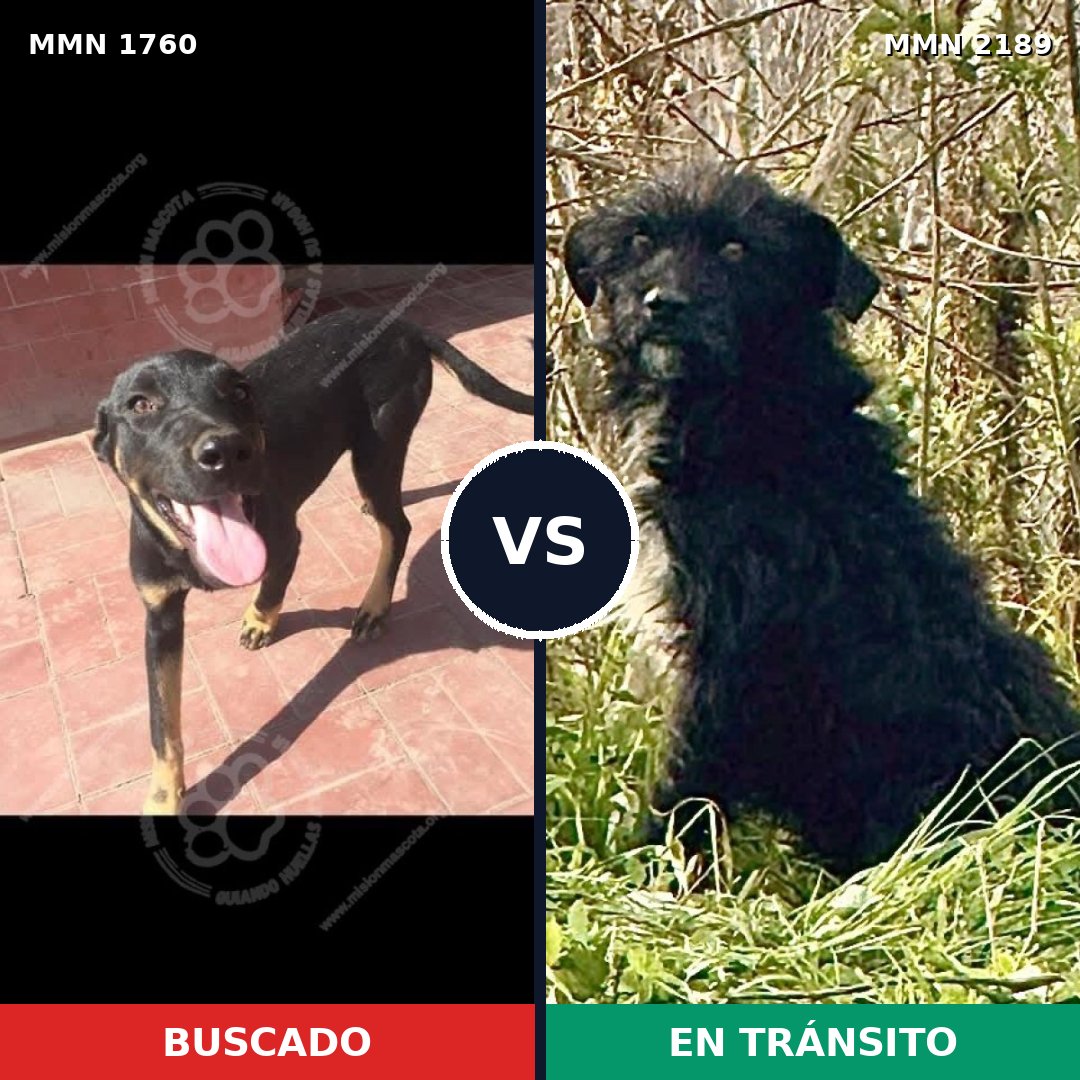 Comparativa MMS 66545: mascota perdida y mascota encontrada, 56% de similitud