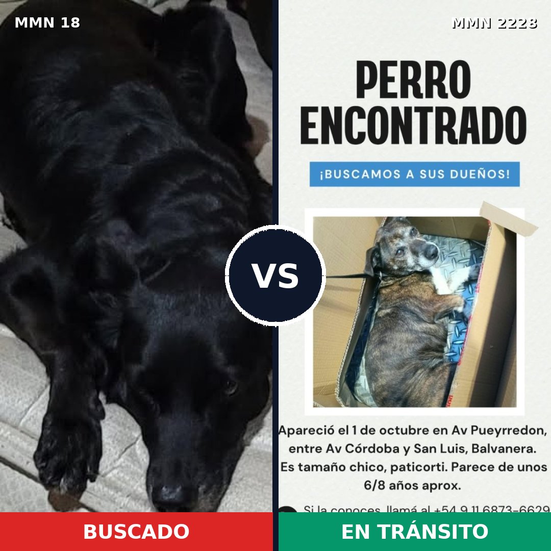 Comparativa MMS 66547: mascota perdida y mascota encontrada, 59% de similitud
