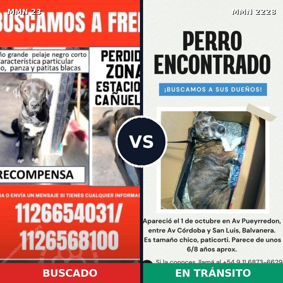 Comparativa MMS 66549: mascota perdida y mascota encontrada, 59% de similitud
