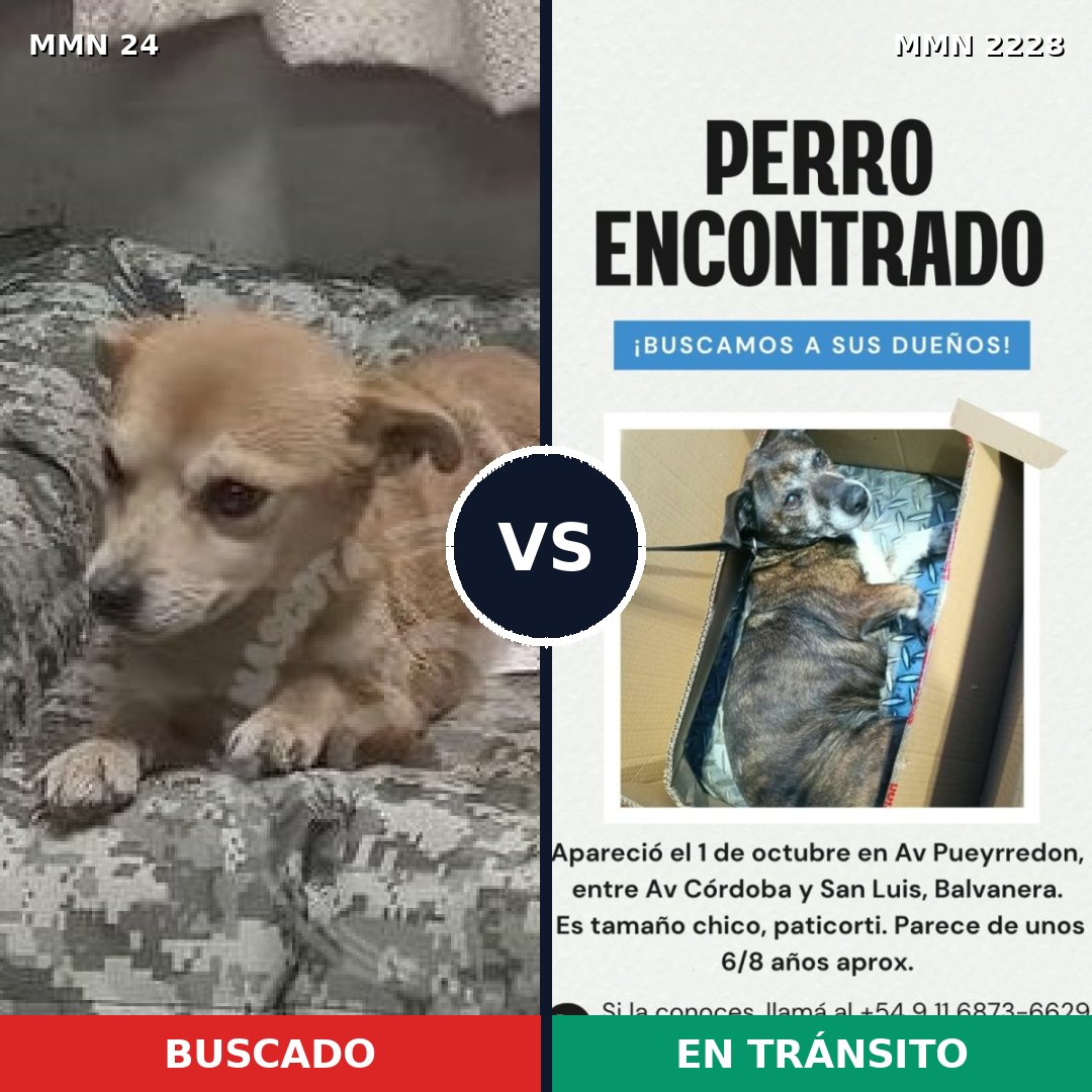 Comparativa MMS 66550: mascota perdida y mascota encontrada, 52% de similitud