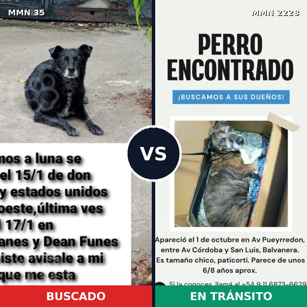 Comparativa MMS 66552: mascota perdida y mascota encontrada, 61% de similitud