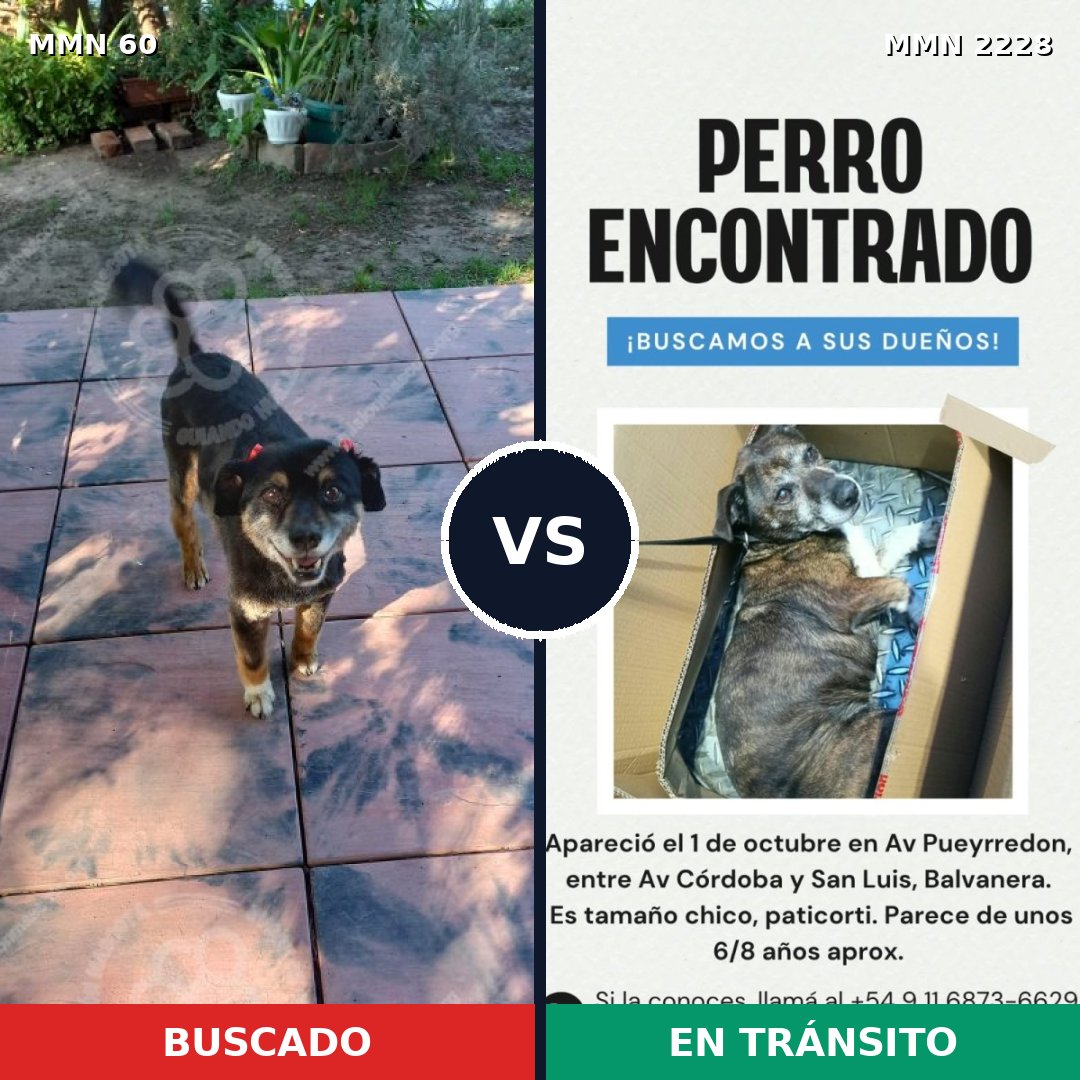 Comparativa MMS 66555: mascota perdida y mascota encontrada, 86% de similitud