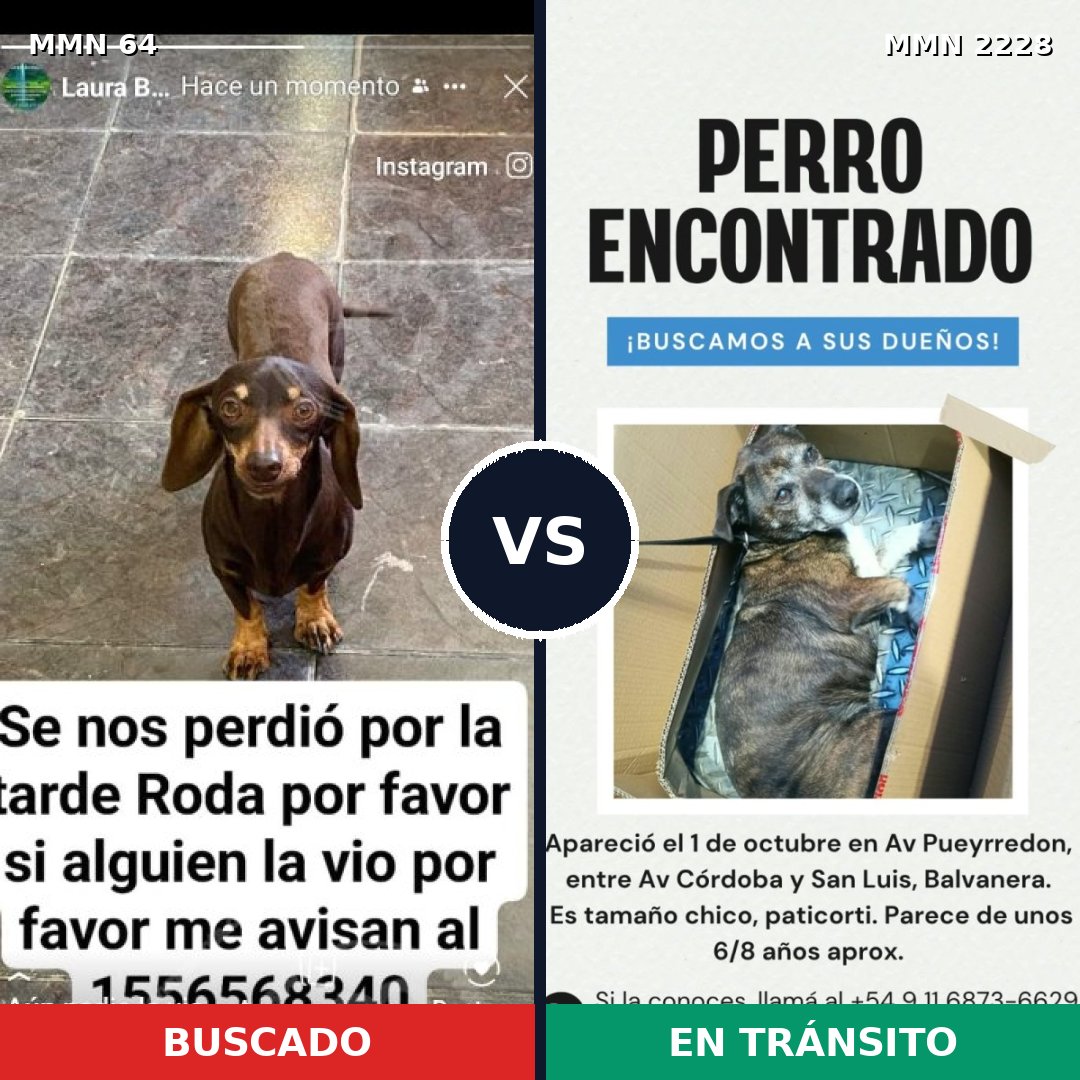 Comparativa MMS 66556: mascota perdida y mascota encontrada, 39% de similitud