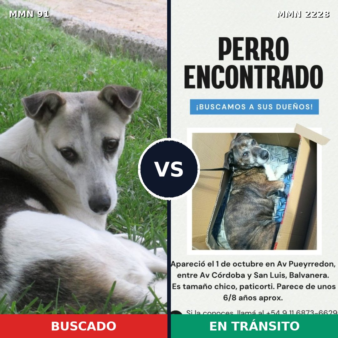 Comparativa MMS 66557: mascota perdida y mascota encontrada, 82% de similitud