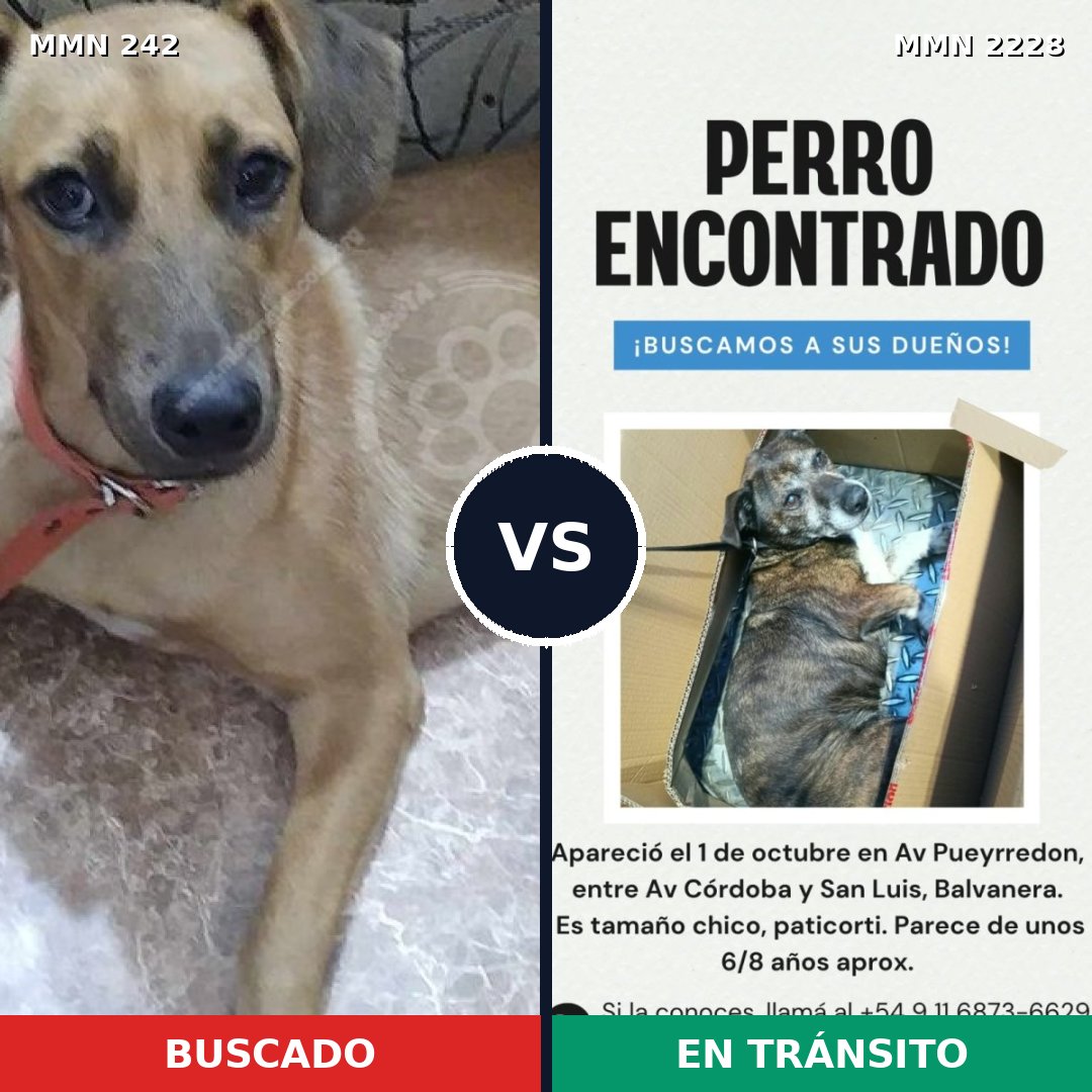 Comparativa MMS 66558: mascota perdida y mascota encontrada, 83% de similitud