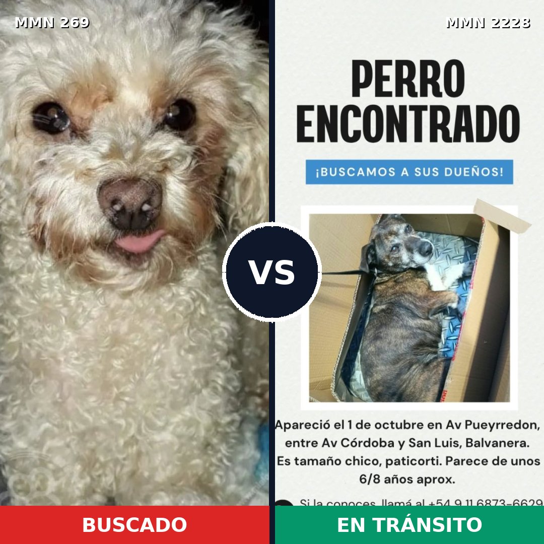 Comparativa MMS 66559: mascota perdida y mascota encontrada, 39% de similitud