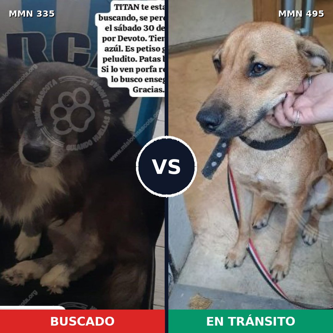Comparativa MMS 6656: mascota perdida y mascota encontrada, 47% de similitud