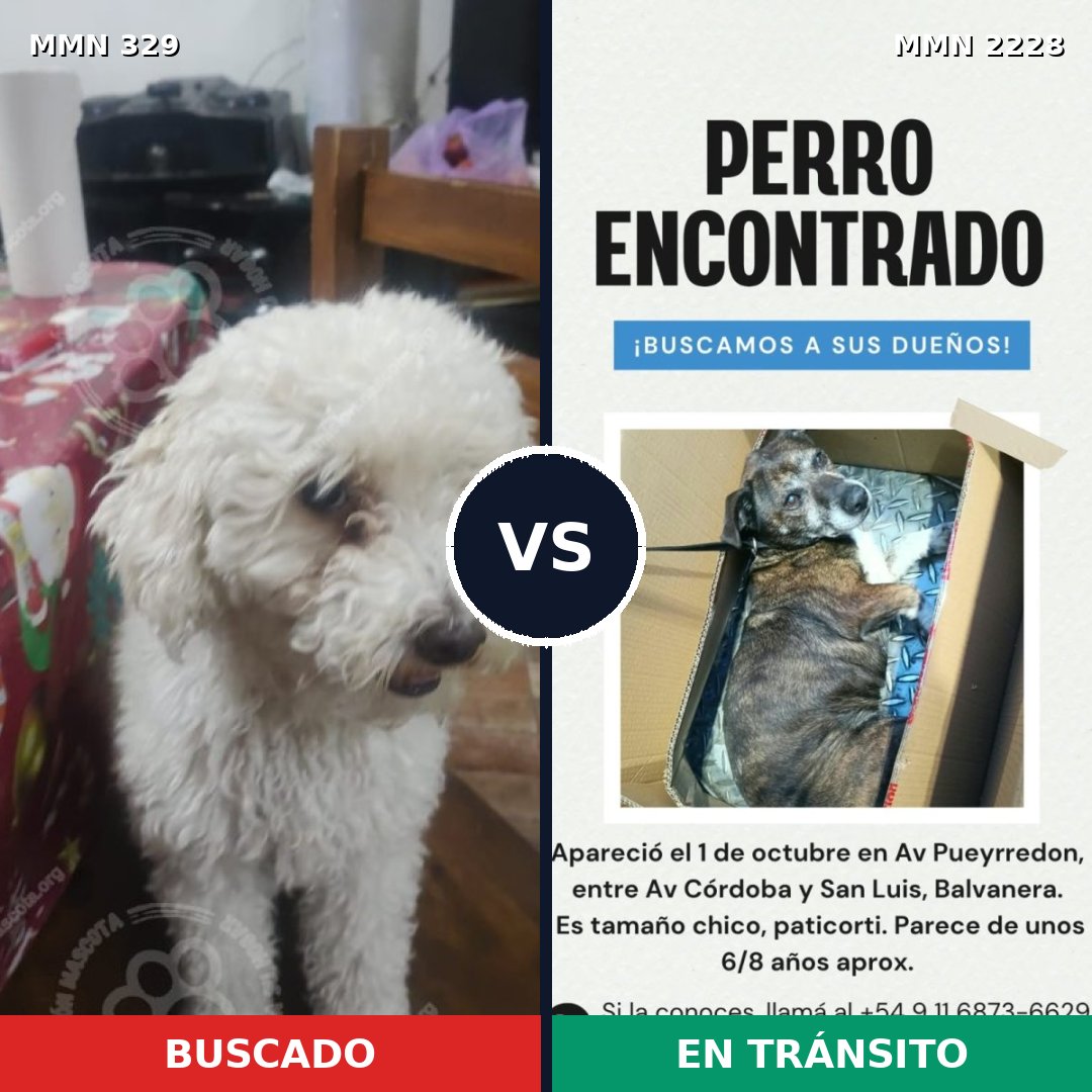Comparativa MMS 66560: mascota perdida y mascota encontrada, 42% de similitud