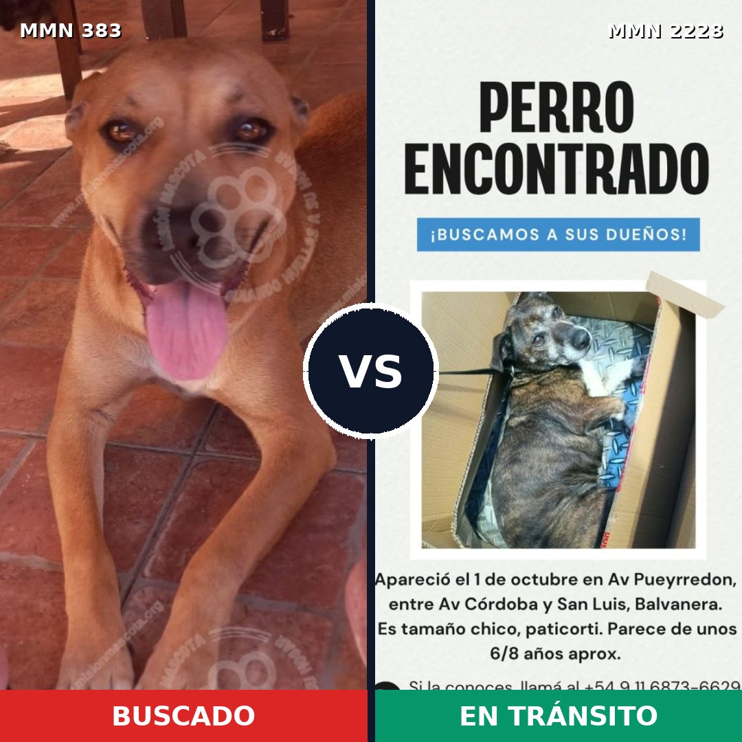 Comparativa MMS 66561: mascota perdida y mascota encontrada, 53% de similitud