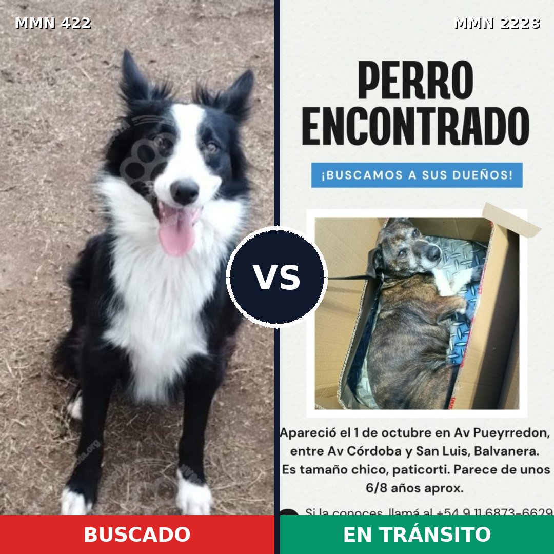 Comparativa MMS 66562: mascota perdida y mascota encontrada, 47% de similitud